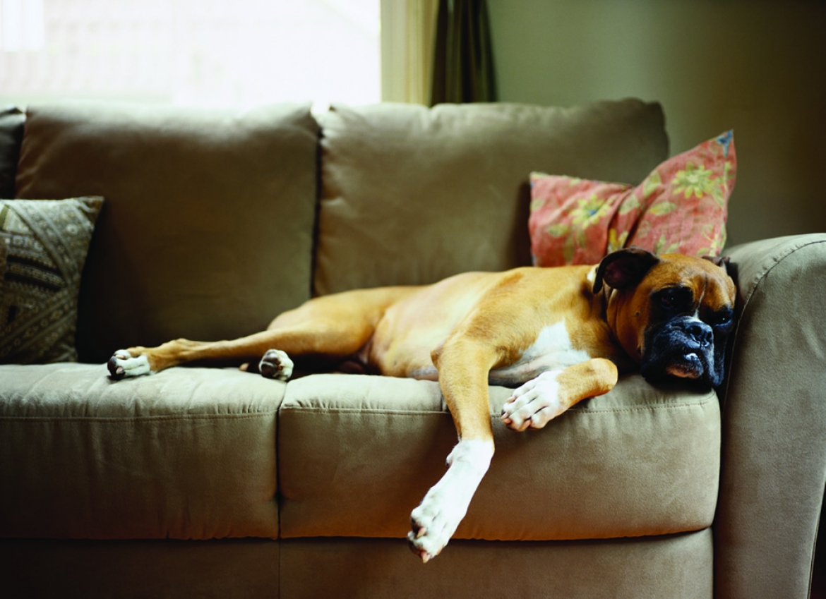 How to Banish Pet Odors from a Home | Great American Floors